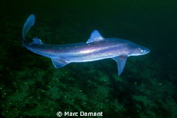 On a recent dive just off Vancouver Island we ran into a ... by Marc Damant 